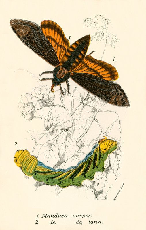 Mariposas de English School