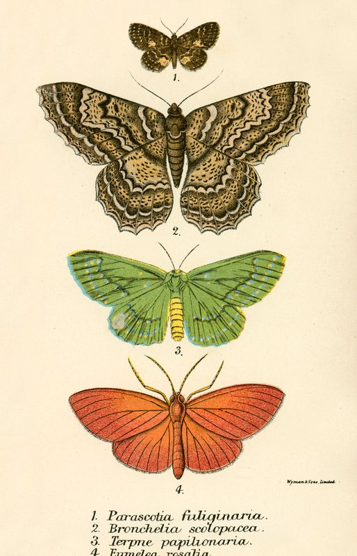 Mariposas de English School