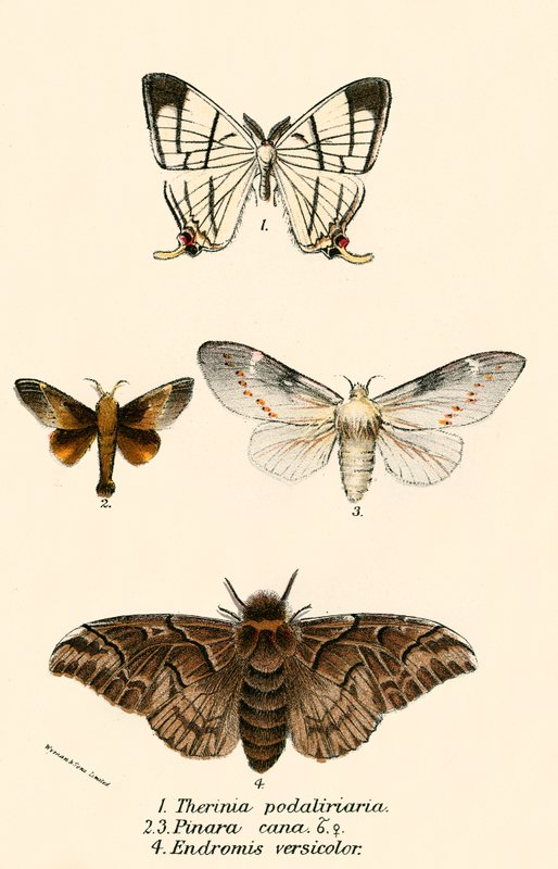 Mariposas de English School