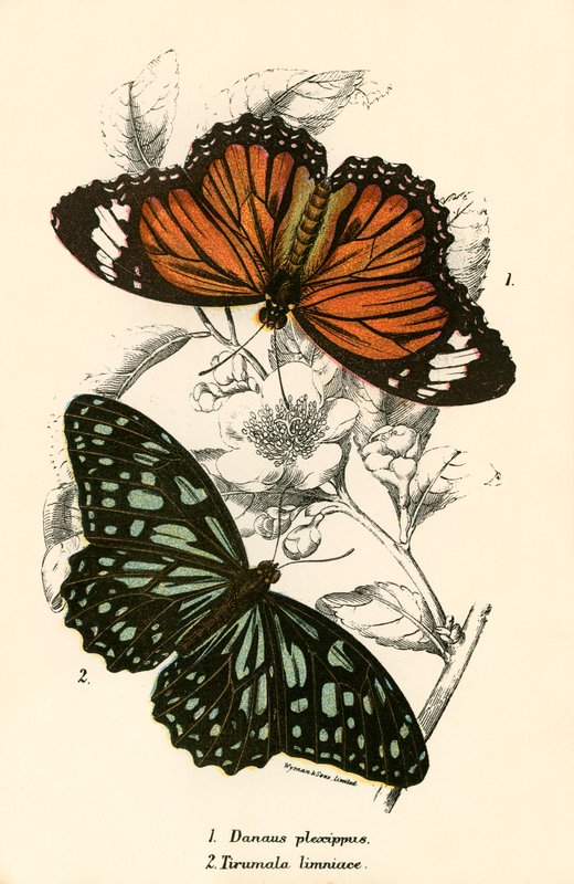 Mariposas de English School