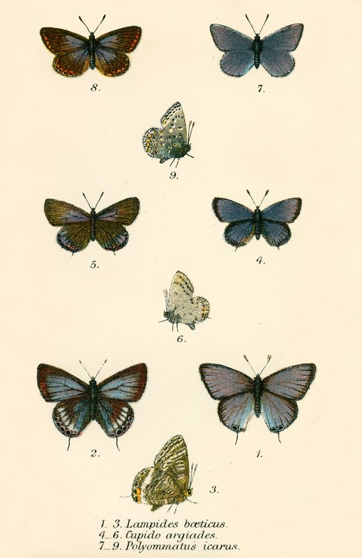 Mariposas de English School