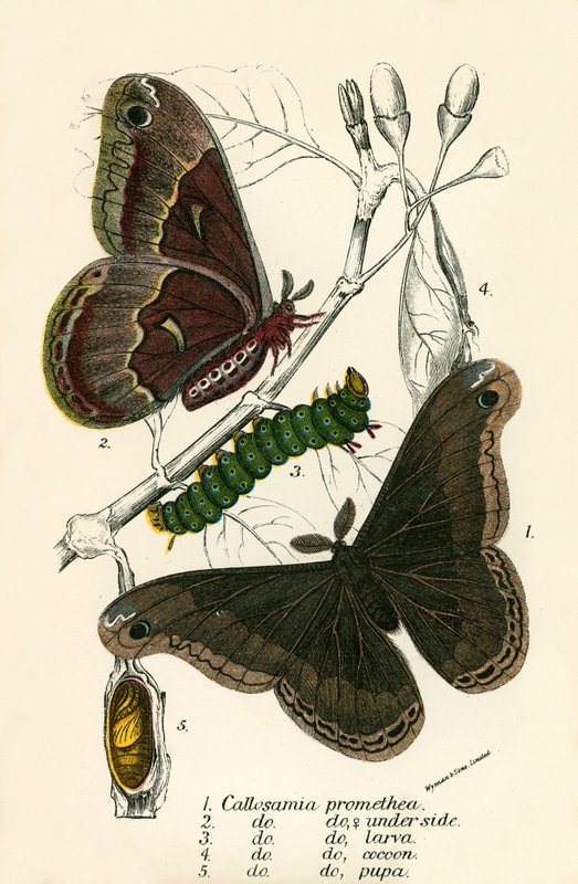 Mariposas de English School