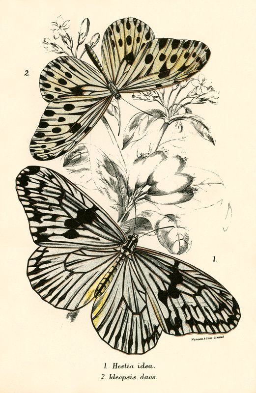 Mariposas de English School