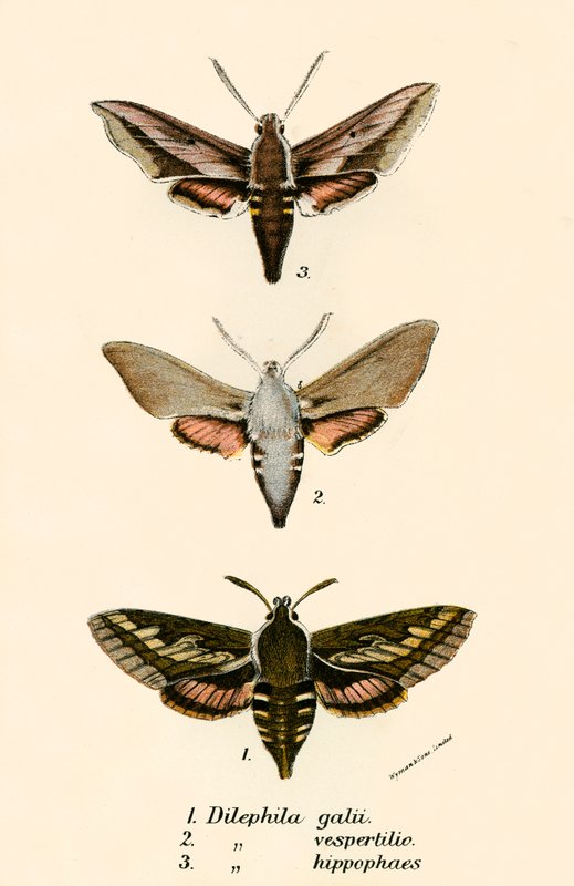 Mariposas de English School