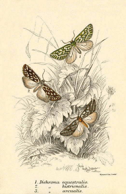 Mariposas de English School