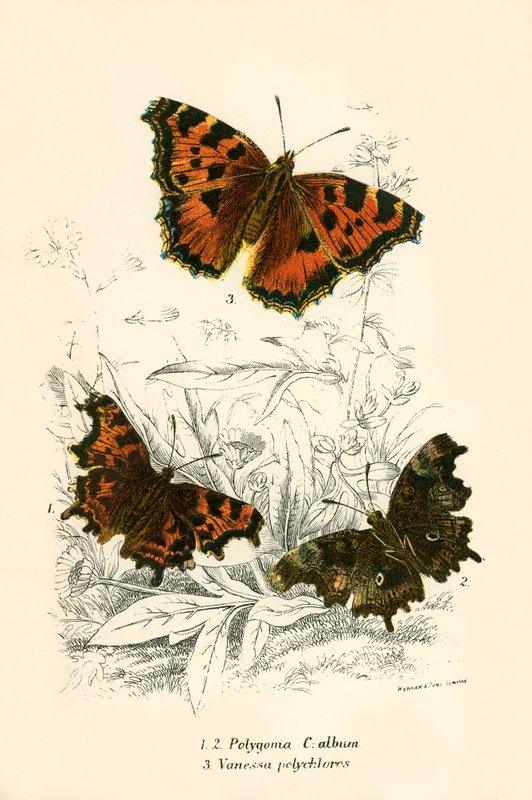 Mariposas de English School