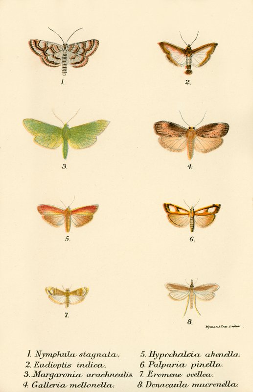 Mariposas de English School