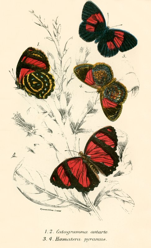 Mariposas de English School