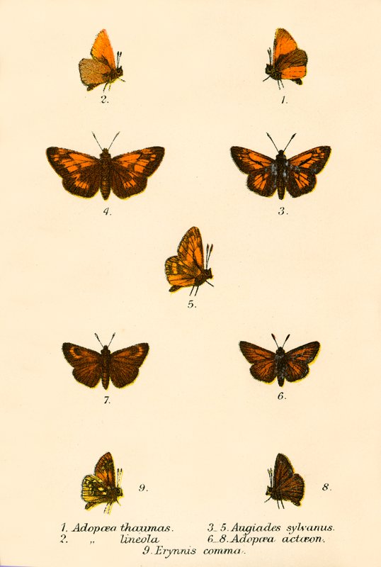 Mariposas de English School