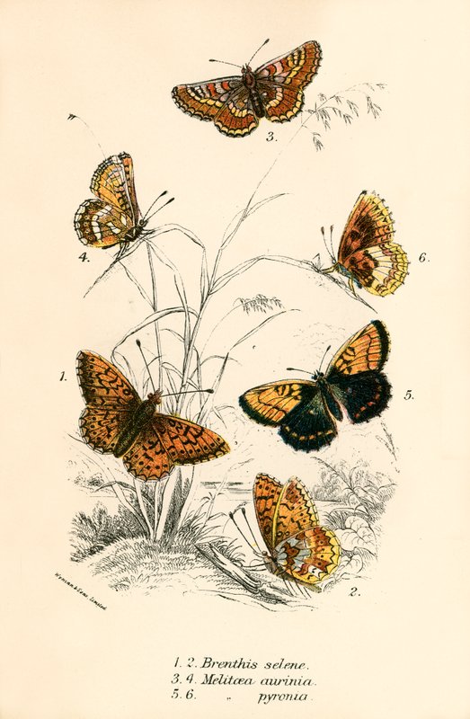 Mariposas de English School