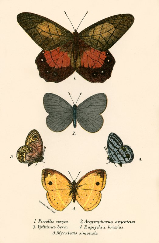 Mariposas de English School