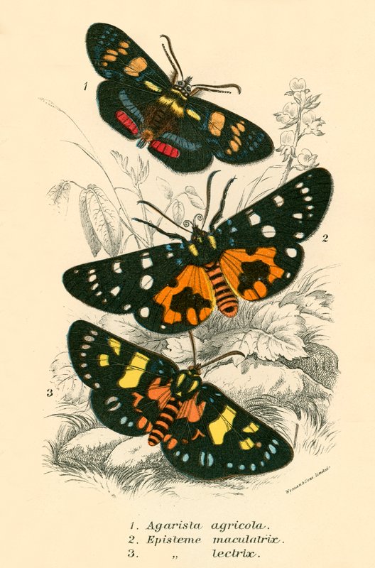 Mariposas de English School