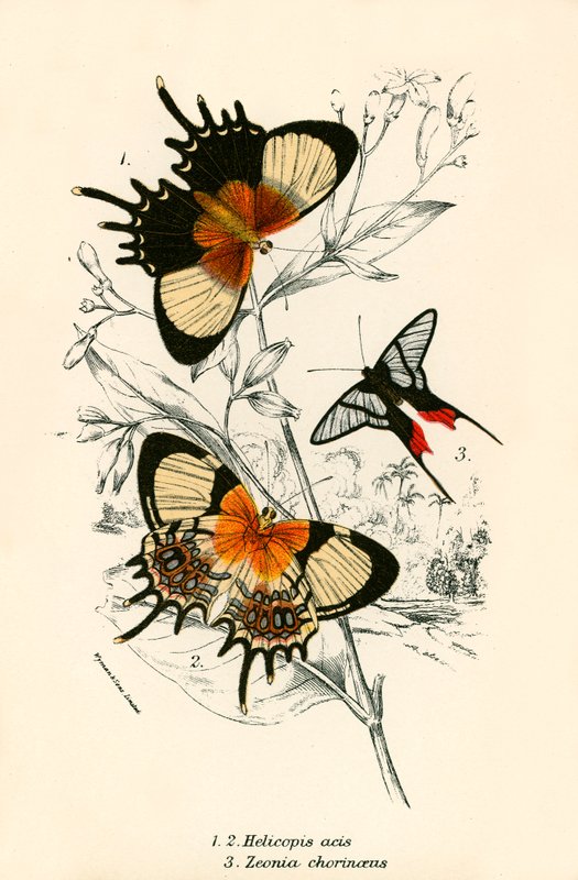 Mariposas de English School