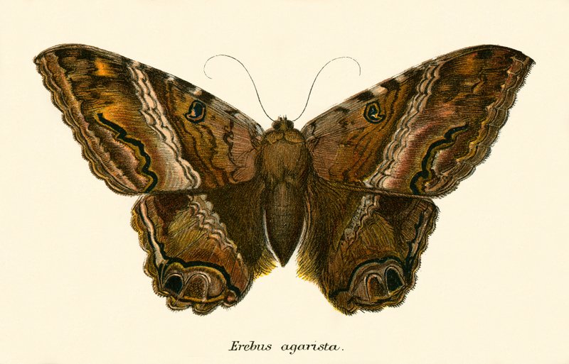 Mariposas de English School