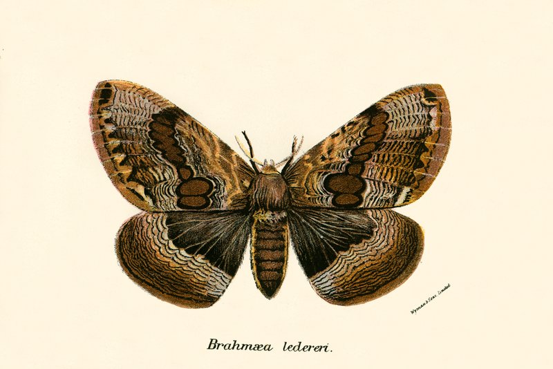 Mariposas de English School