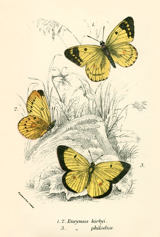 Mariposas de English School