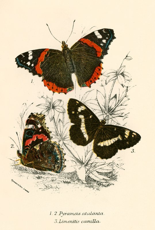Mariposas de English School