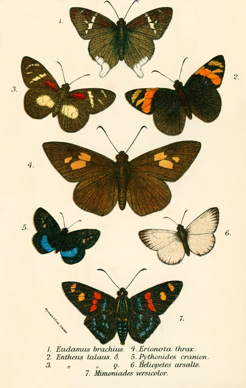Mariposas de English School