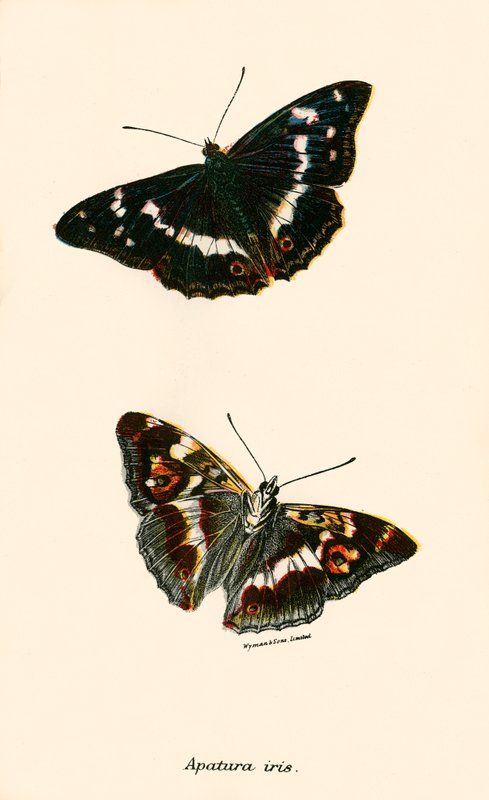 Mariposas de English School