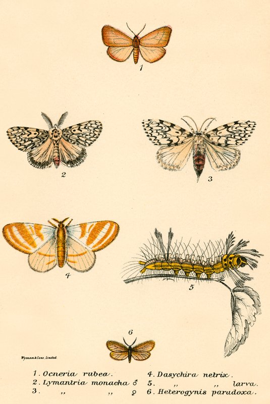Mariposas de English School