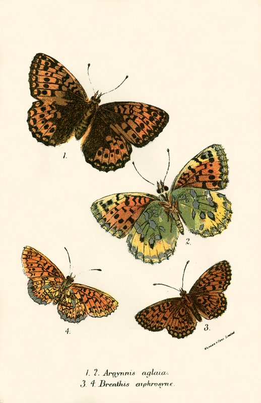 Mariposas de English School