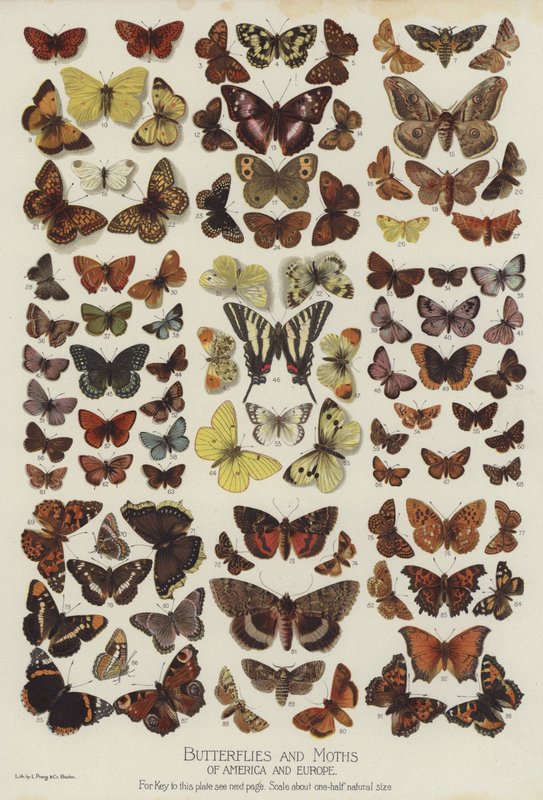 Mariposas y Polillas de América y Europa de English School