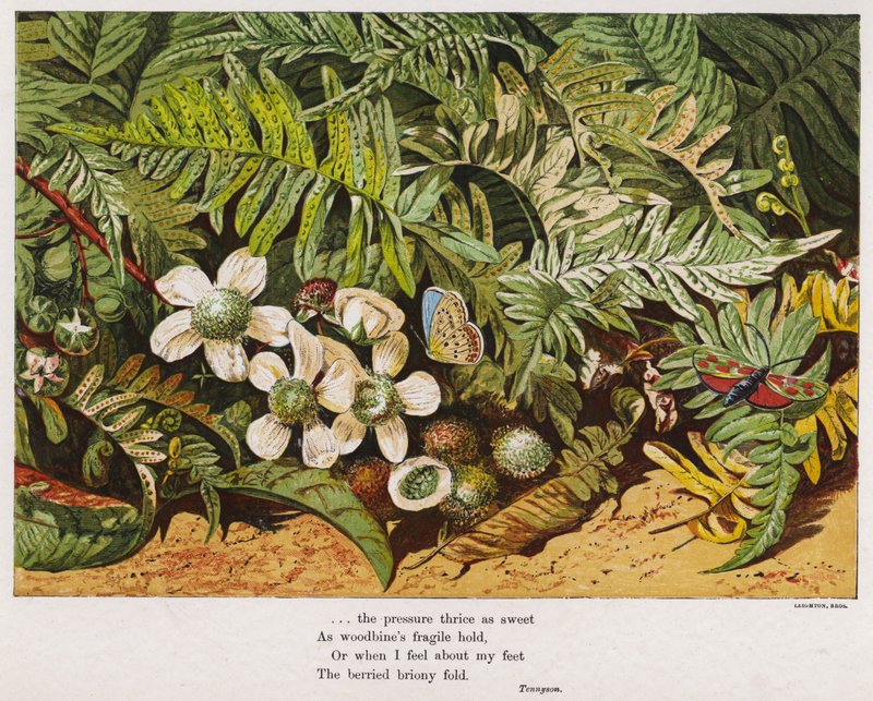 Mariposas, helechos y flores de English School