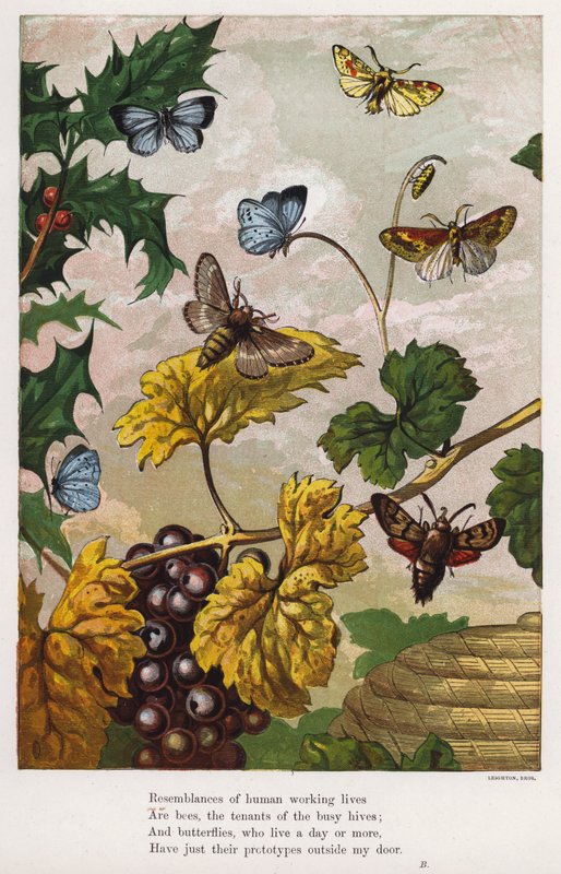 Mariposas, polillas, vides y acebo de English School