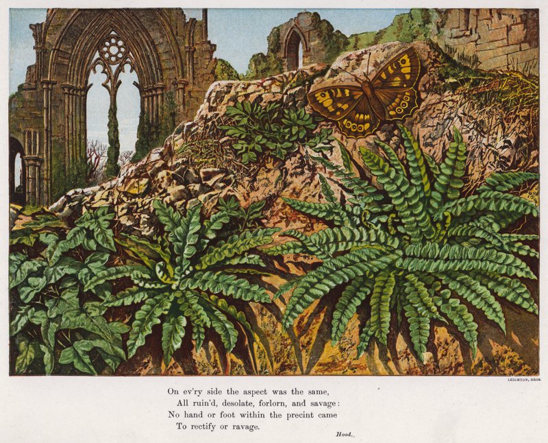 Mariposa y helechos entre las ruinas de una abadía de English School