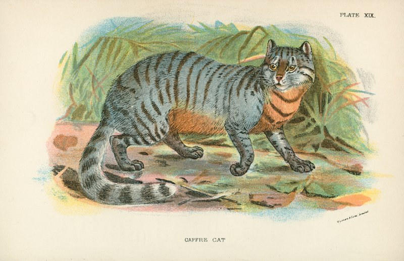 Gato Cafre de English School