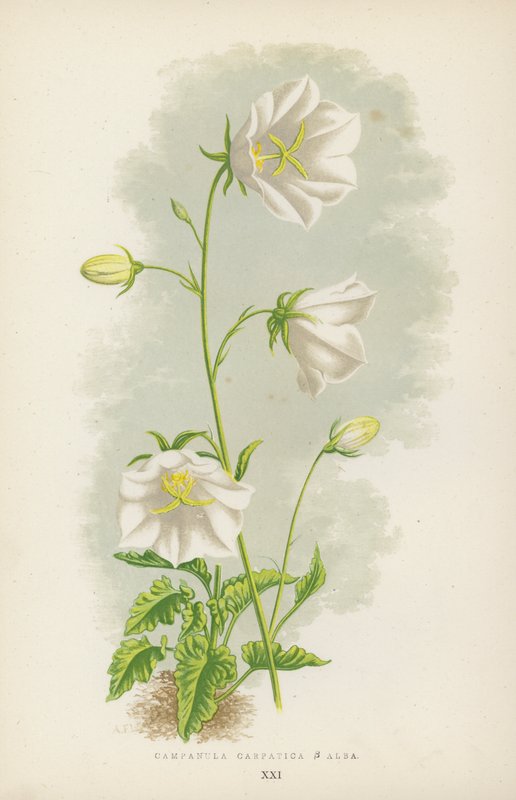 Campanula Carpatica B Alba (litografía a color) de English School