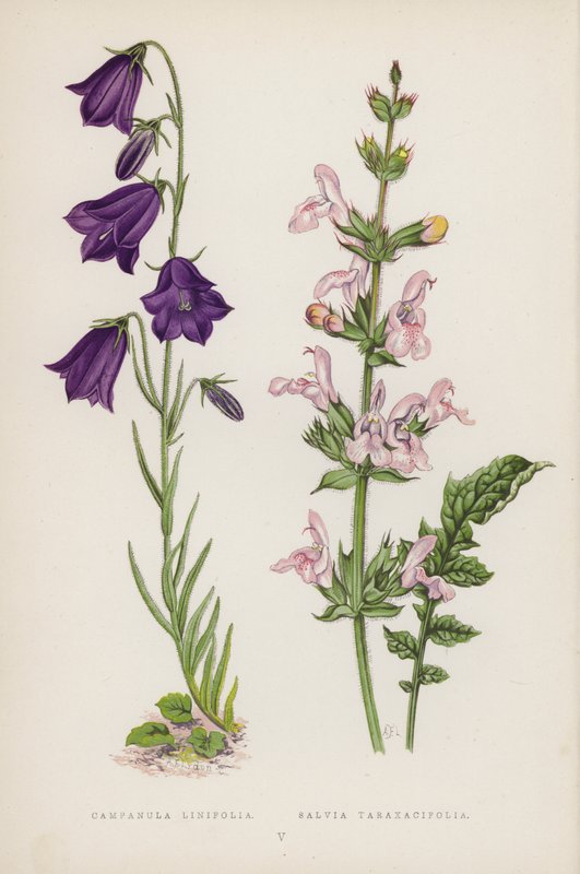 Campanula Linifolia; Salvia Taraxacifolia (litografía a color) de English School