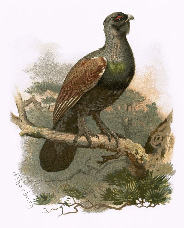 Urogallo de English School