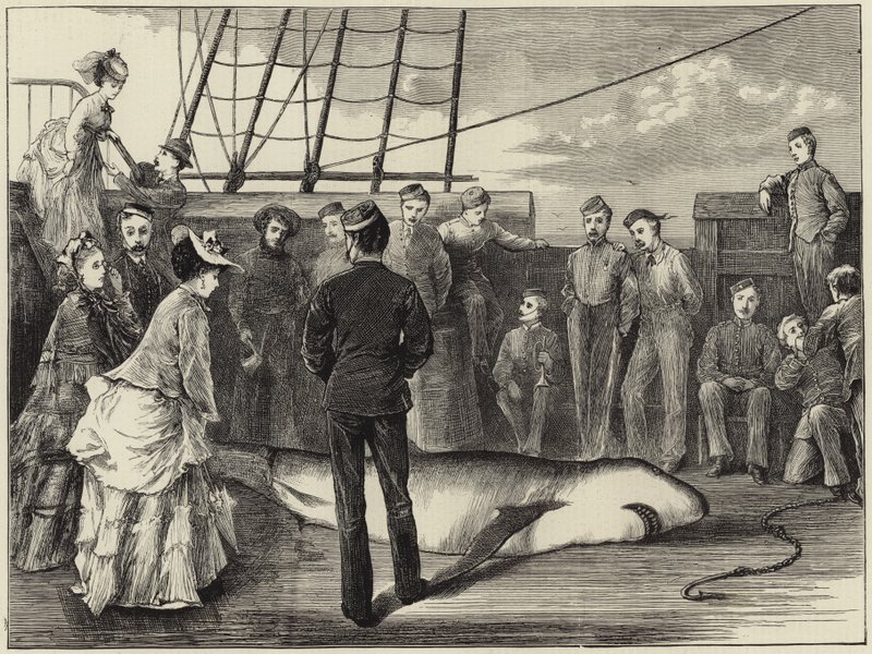 Captura de un tiburón en los trópicos de English School