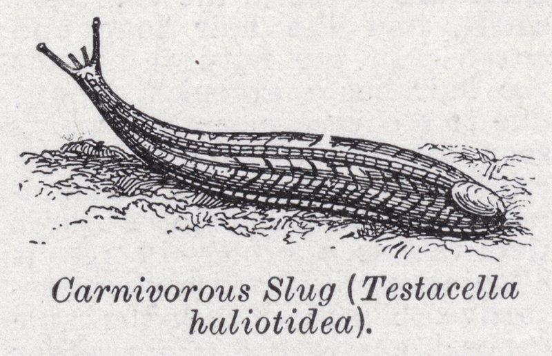 Babosa carnívora, Testacella haliotidea de English School