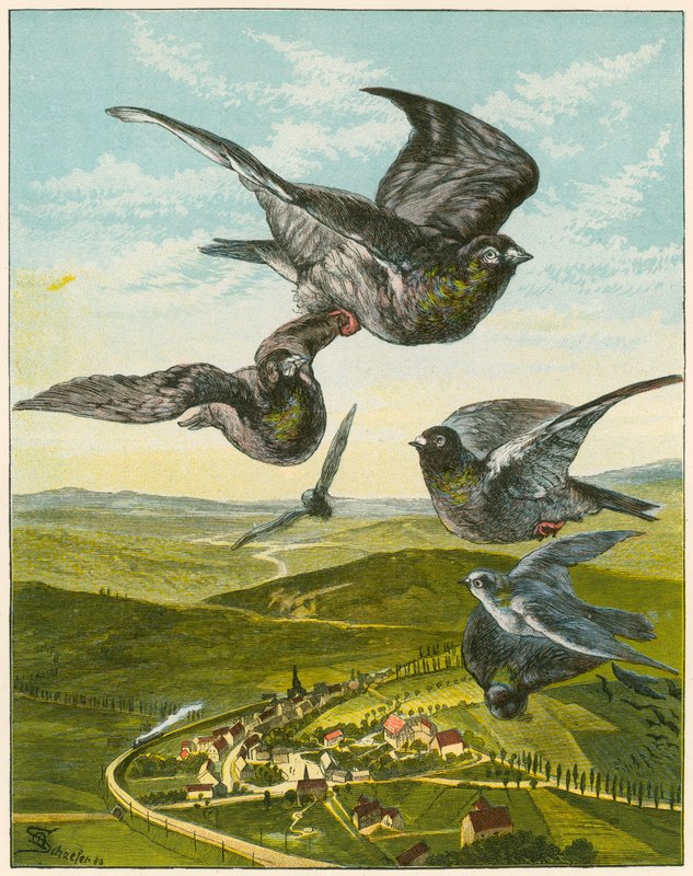 Palomas mensajeras de English School