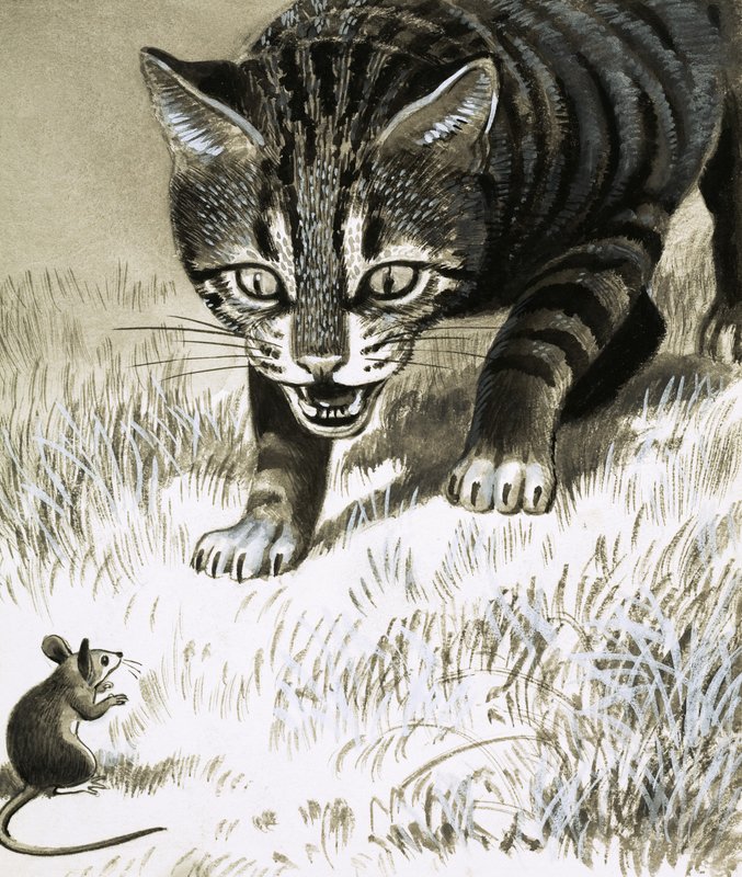 El gato se acerca al ratón de English School