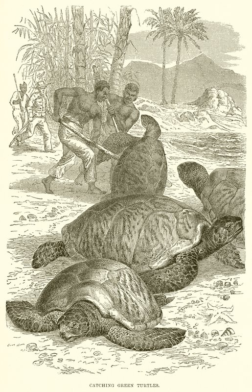Capturando tortugas verdes de English School