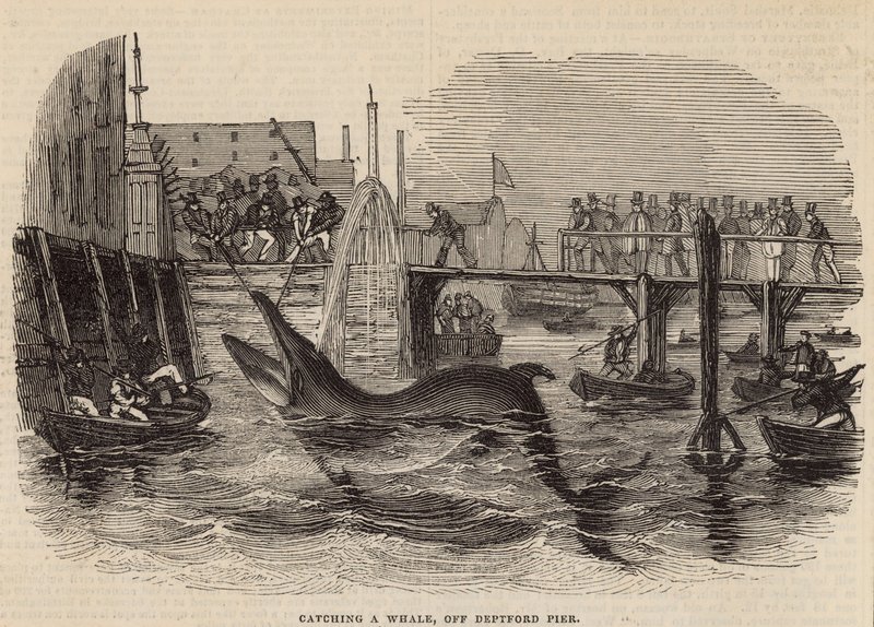 Cazando una ballena en el muelle de Deptford de English School