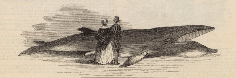 Cazando una ballena en el muelle de Deptford: la ballena de English School