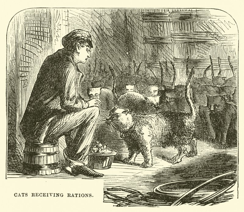 Gatos recibiendo raciones de English School