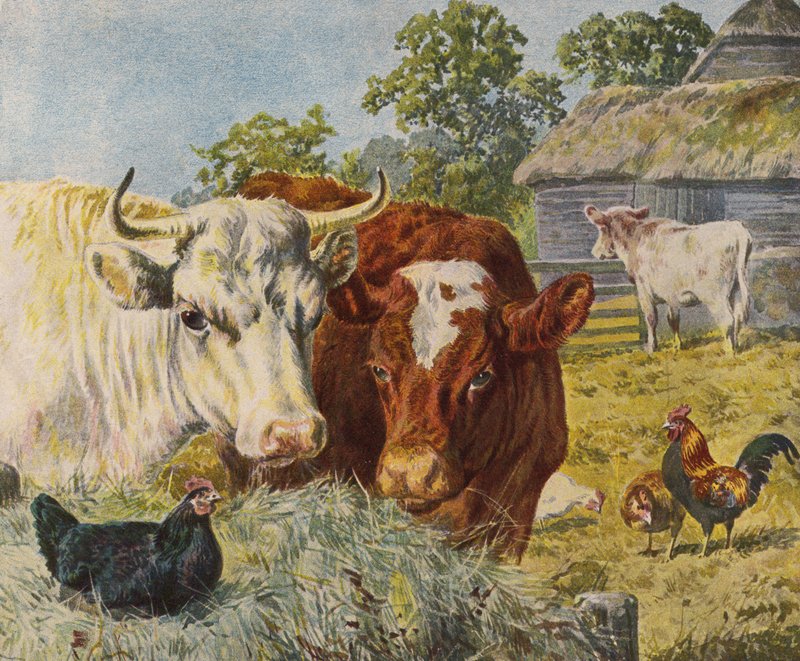 Ganado y gallinas de English School