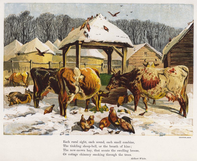 Ganado y gallinas en un patio de granja nevado de English School