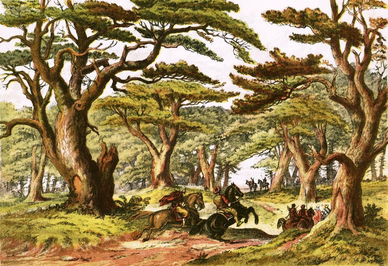 Cedros del Líbano de English School