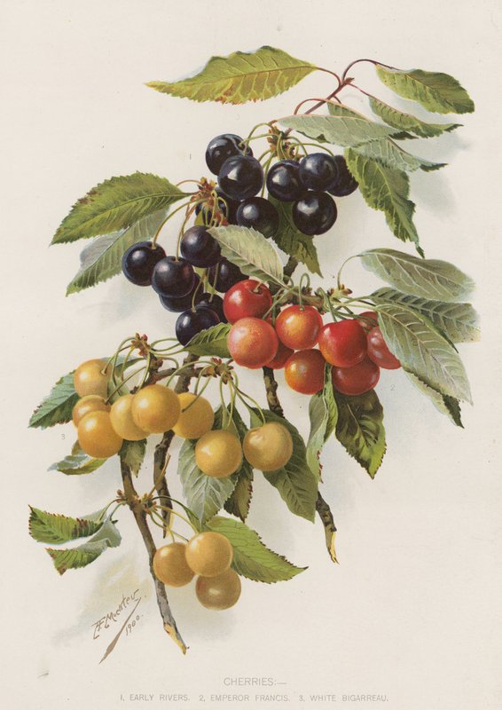 Cerezas de English School