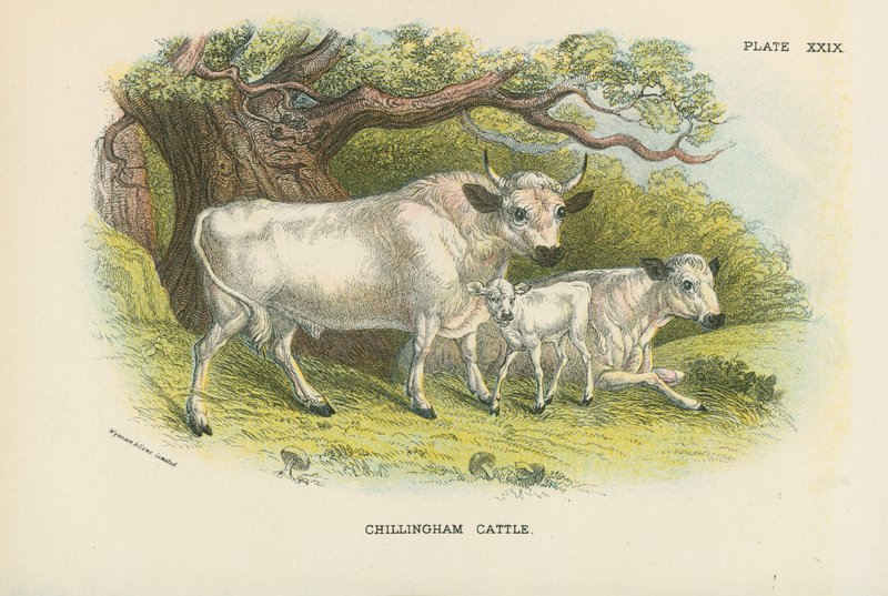 Ganado de Chillingham de English School