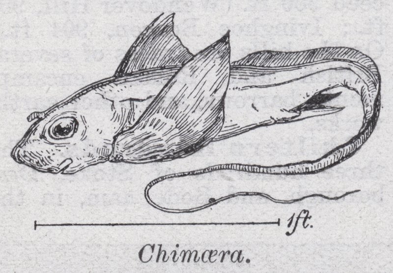 Quimera de English School