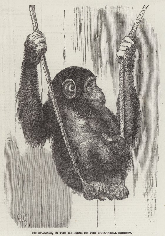 Chimpancé, en los Jardines de la Sociedad Zoológica de English School