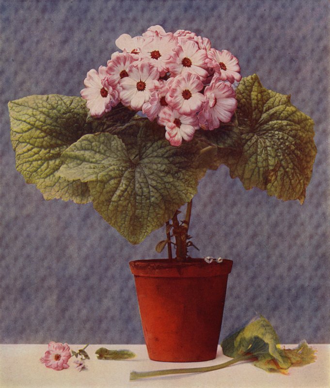Cineraria (fotograbado) de English School