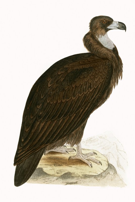 Buitre negro, ilustración de 